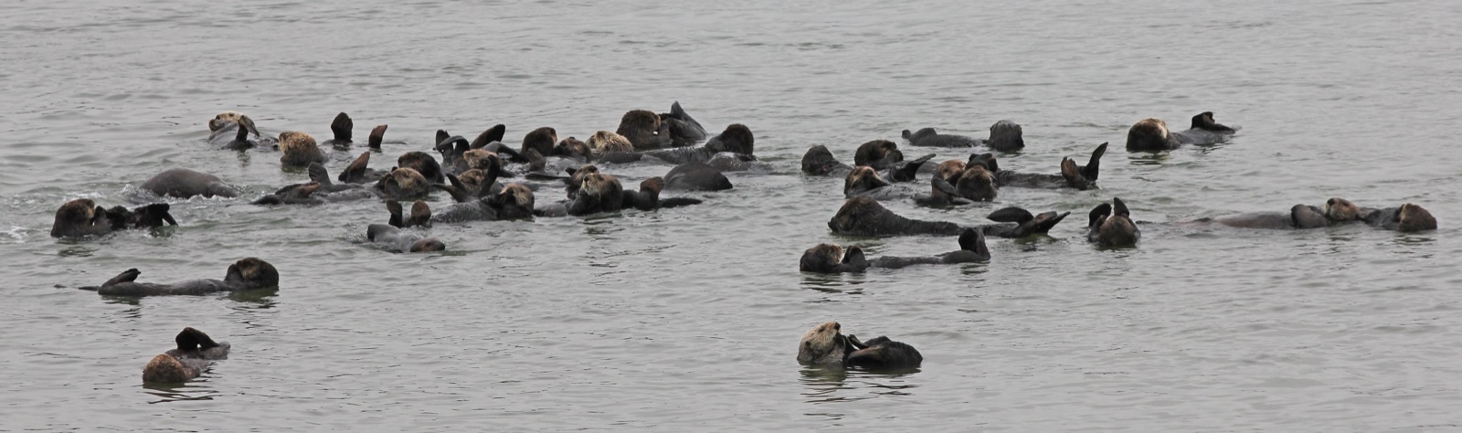A long raft of about forty southern sea otters resting together on grey water.