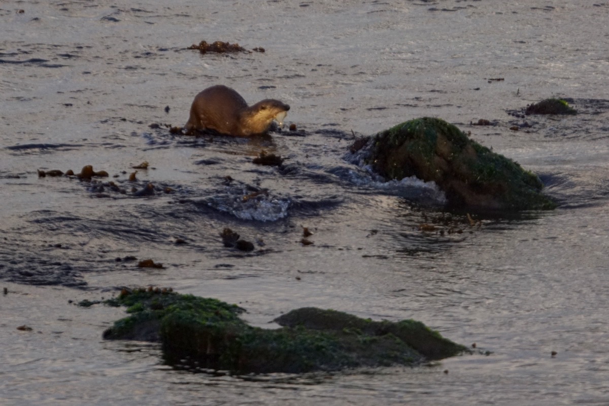 A Eurasian otter crossing shallow water between seaweed-covered rocks at dusk.
