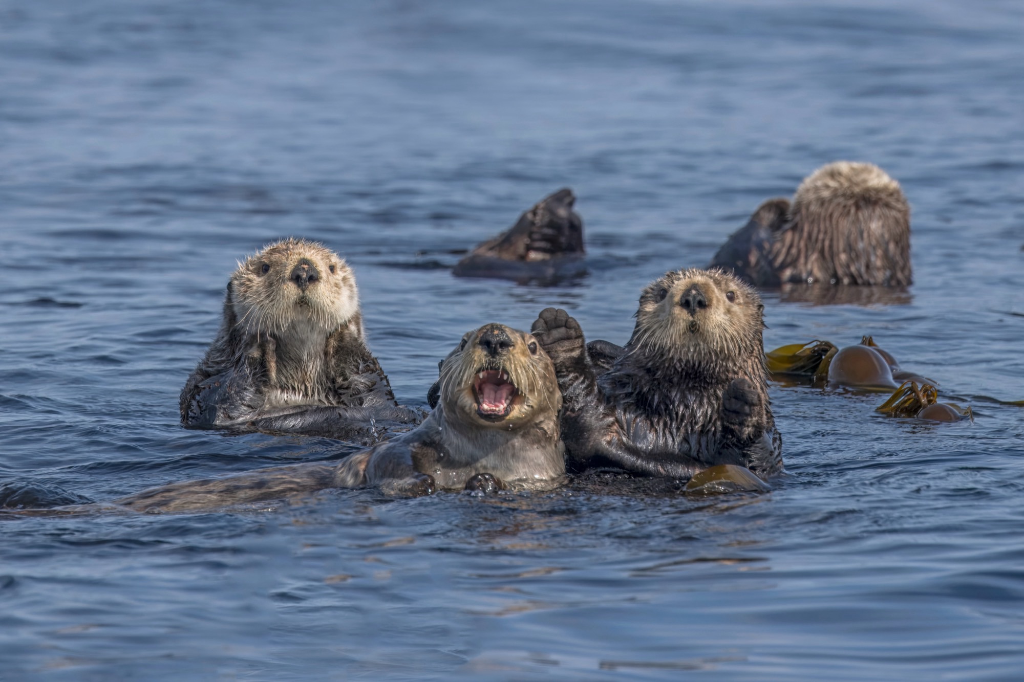 Four northern sea otters floating together among kelp; one has its mouth wide open in a yawn.