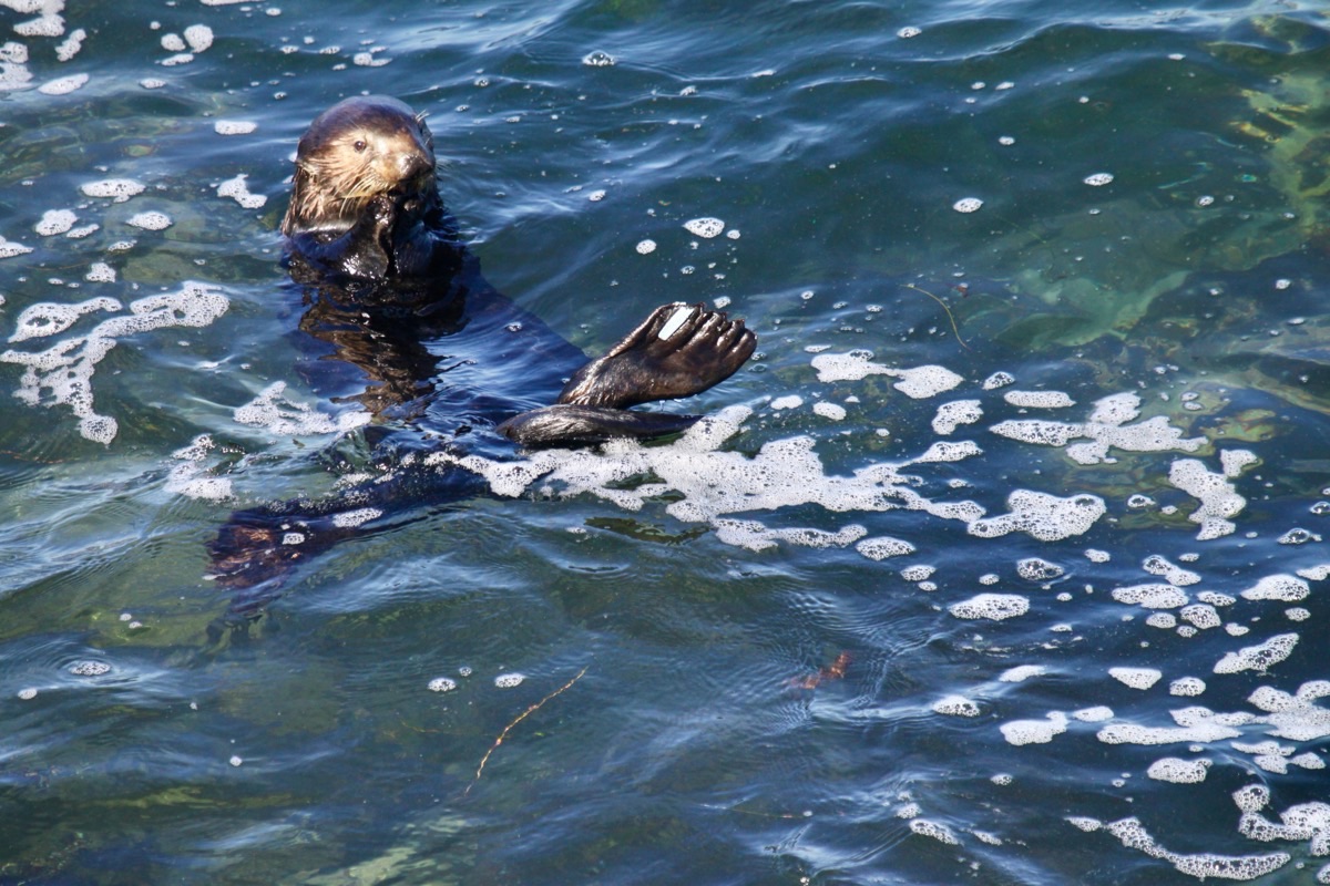 Sea otter 841 floating upright in green-blue water among patches of foam, one hind flipper raised.